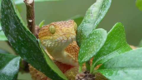 The Bush Viper_ Insane Reptile _ Dangerous Snake _ Free Stock Footage