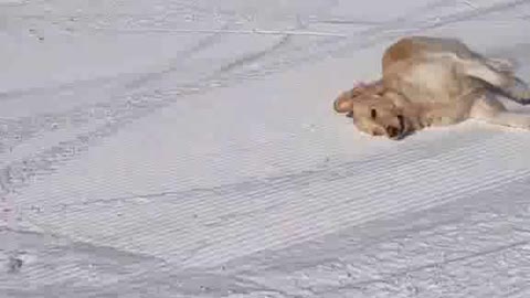 Dog chilling sliding in the 🎿 snow.