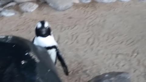 Suspicious Penguin - Hilarious Pets