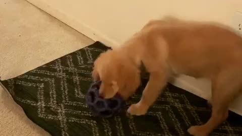 Cute golden retriever puppy playing with new toy