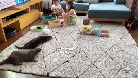 Otters Meet Baby For The First Time...