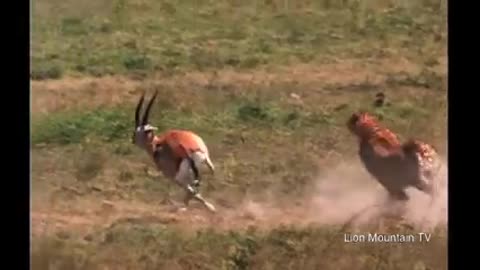 Cheetah high speed gazelle hunt