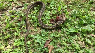 Toad vs Garter snake: Gater snake one, Mr. Toad 0