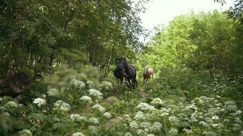 Herd of horses running at a gallop on pathway in summer field