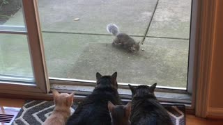 Kitties Watch On As Squirrels Enjoy Their Breakfast