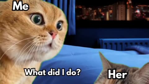 2 Cat Talking Orange & Black Cat Meme Viral Cat Video 2 Cat talking Memes