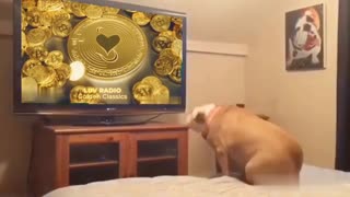 Epic Bull Dog watching TV & loving LUV Radio Cryptocurrency Golden Classics 44"promo #enjoyLUVshare