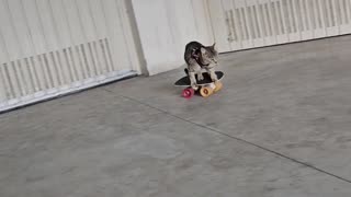 Kitten Rides a Skateboard