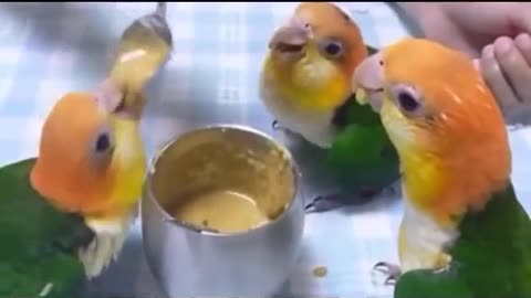 parrot videos - parrots dancing - a funny parrot videos compilation || new hd