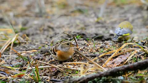 Wild life video, animals, forest and beautiful 4k video