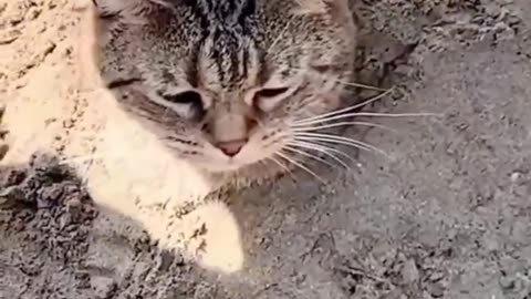 Daily life Cats is a comedy/funny cats viral