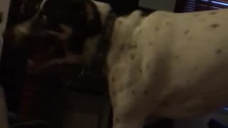 Two black white spotted dogs fight on bed