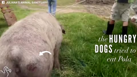 Pig Rescued From Nightmare Shelter Now Living The Good Life