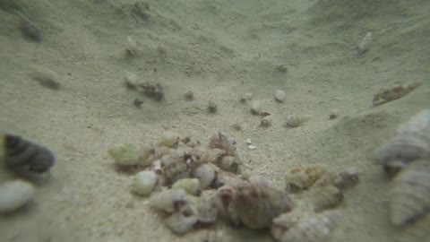 A hermit crab covered with hermit shells in a stream.