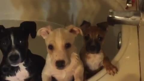 The cutest puppies tilt heads at foster dad