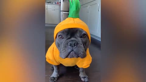 Funny Dogs And Cats At Halloween , Skeleton Scares animals Cat And Dog