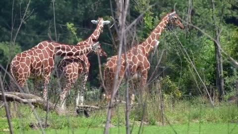 Amazon forest animals