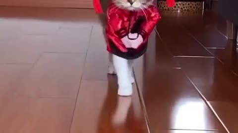 cat cat parade