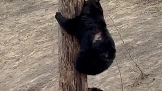 Scarred Black Bear Teaches Cub To Climb