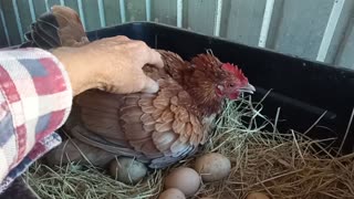 Chicken laying eggs dosen't want me to touch her