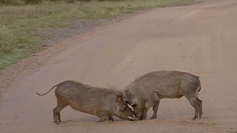 Warthog Sparring Contest