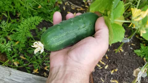 Harvesting Cucumbers 7-11-2022