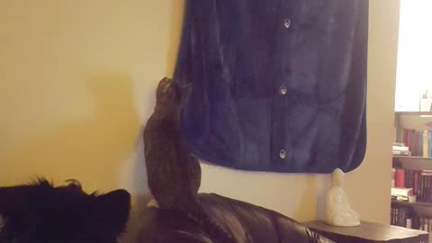 Cat on sofa climbing up wall towards the ceiling