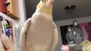 Dancing Birb