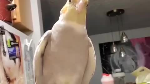 Dancing Birb