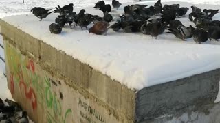 Pigeons feed in winter weather.