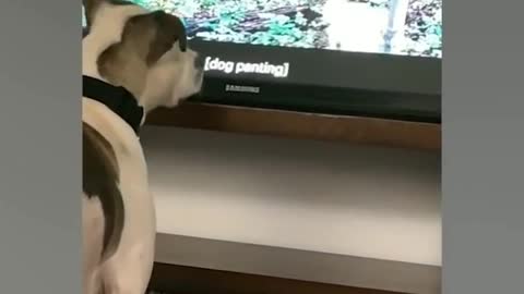 Funny and cute Dog searched behind tv to find the dog he saw on TV