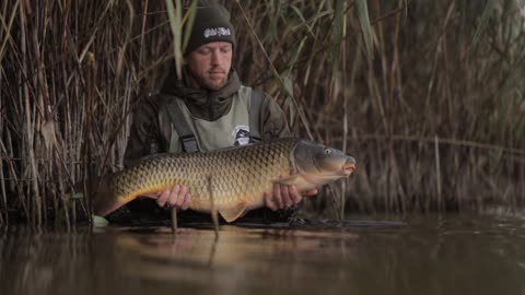 MAN RELEASE BIG CARP TO THE LAKE