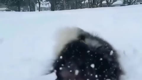 Dog Playing with Snow