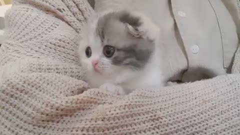 cute kitten videos short leg cat KimsKennelUS