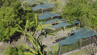 Earthfood and Figtree Organic Farm. Syntropic Farming Documentary