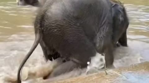 What a cute creature, elephants