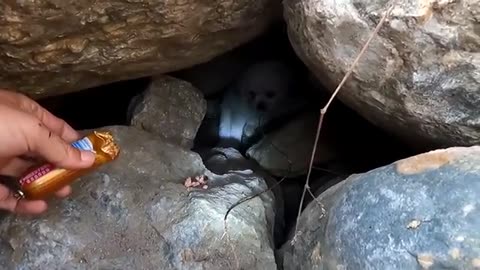 Rescue stray puppies from their den hidden in a pile of stones