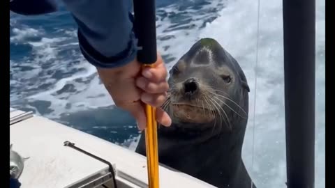 Sea Lions Daily Routine Here!