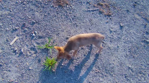 Puppies day-out