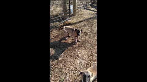 Kangal Male Pup