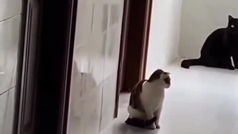 Funny cat movement