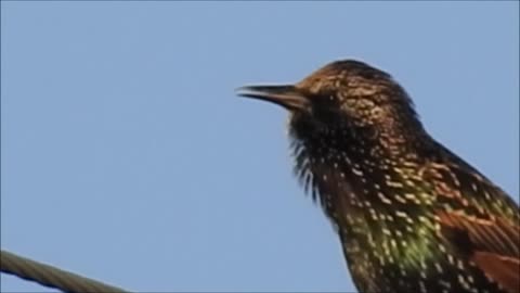 Beautiful colors shimmer off these birds feathers