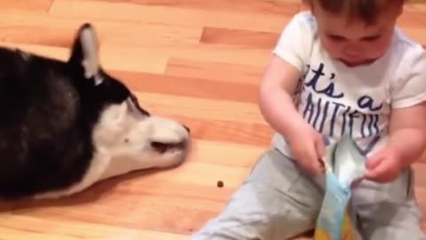 Amazing Moments / Baby feeding dog, funny videos