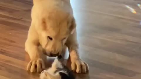 Gentle Giant tries to play with kitten