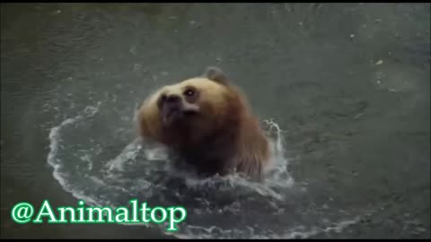 The brown bear is bathing in the river