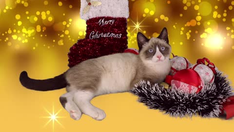 Cute Kitten Christmas animal