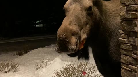 Moose Enjoying Delicious Pumpkin Popsicles