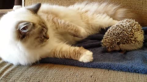 Kitty sits on hedgehog!