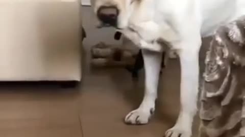 Funny pet video