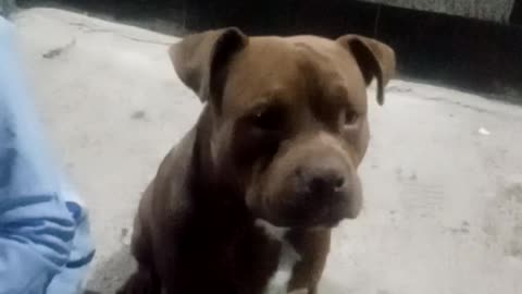 Pitbull dog looks at the camera and filmed himself